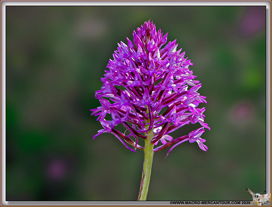 Orchis pyramidal